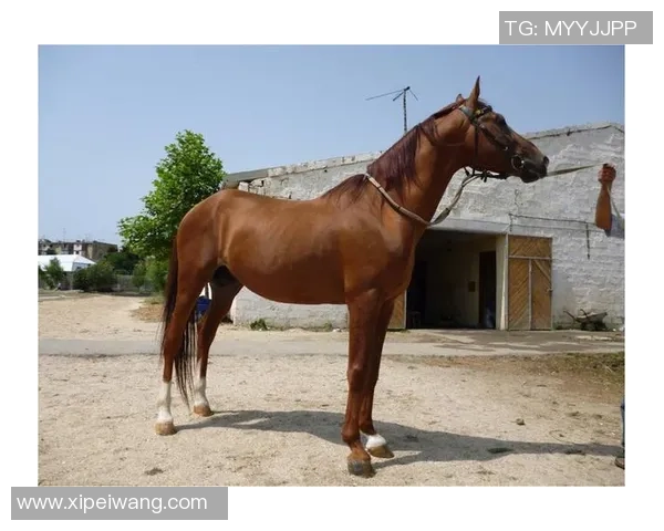 马竟与卡拉巴赫的激战即将上演谁能在这场较量中脱颖而出